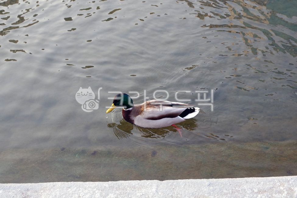 wild birds,duck,bird,wildbird,Bulgwangcheon,Birds,River,animal,river