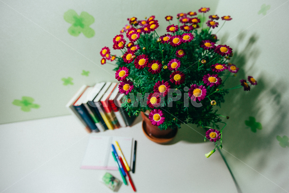 목마가렛,목마가랫,화초,화분,식물,초록이,꽃,flower,실내용화초,화분,화초,house plant,인테리어,실내디자인,interior design