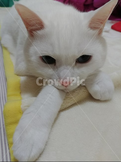 고양이,터키앙고라,반려묘,반려동물,사랑스런,동물,animal,고양이,cat,kitten,kitty
