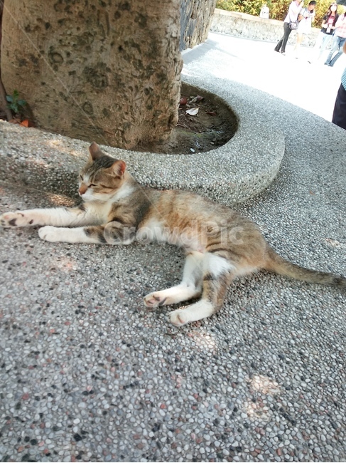 길고양이,편안한,귀여운,순한,휴식,힐링,동물,animal,포유류,mammal,고양이,cat,kitten,kitty