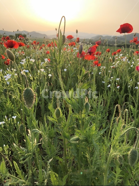 식물,풍경,꽃,노을,양귀비,꽃밭,풍경사진,봄,계절,spring,season,식물,자연,plants,nature,꽃,flower,plant
