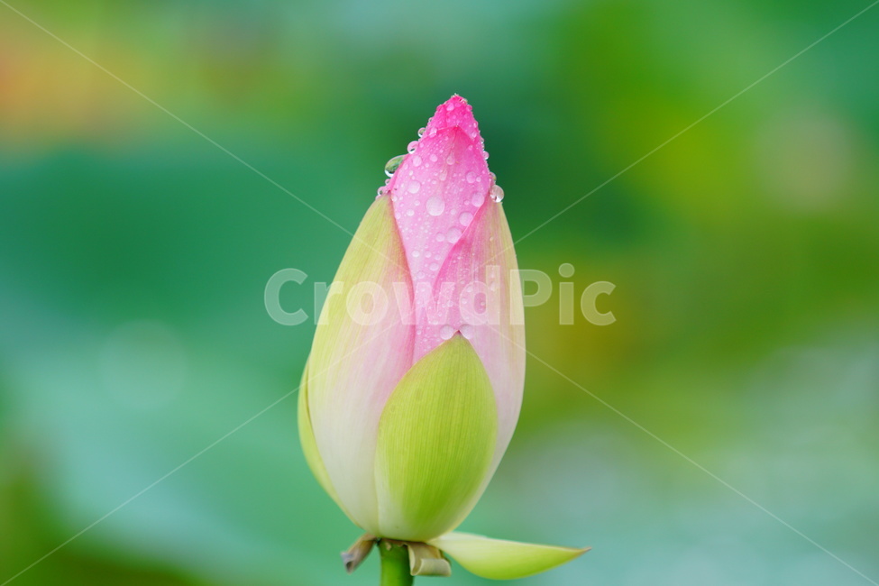 꽃,연꽃,관곡지,비오는날,감성