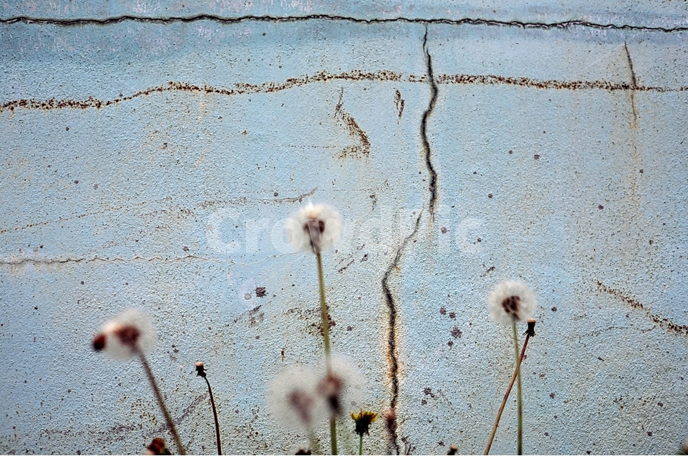 돌담,들꽃,꽃,풀,산책,길,flower,wall,식물,자연,plants,nature,꽃,flower