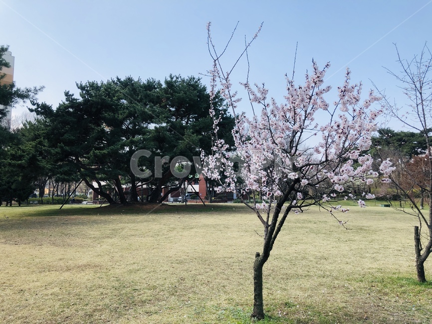 flower,cherryblossoms,spring,꽃,봄,벚꽃,plant,식물,나무,tree