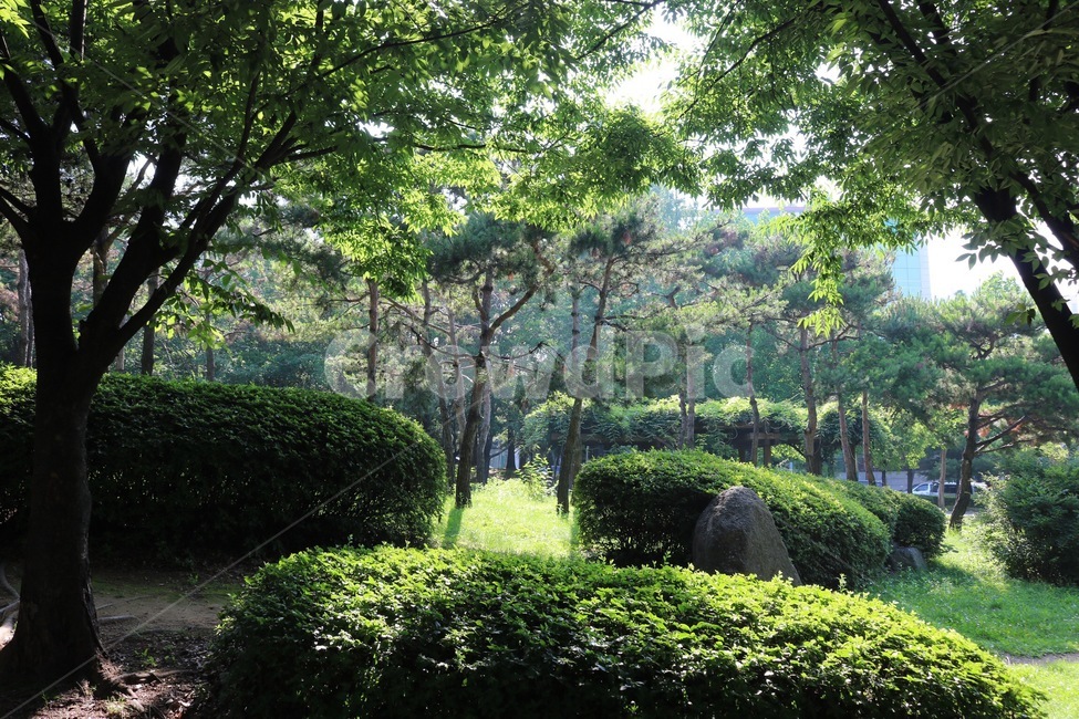 식물,나무,자연,초록,plants,tree,nature,green,shokubutsu,ki,midori,자연,풍경,nature,landscape,vegetation,초목,plant