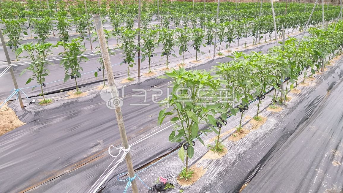 고추,고추밭,양념,농사,고추나무