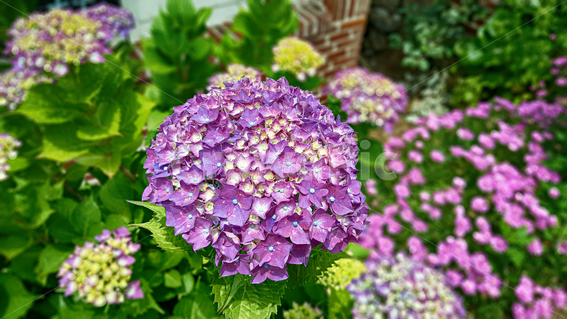 수국,수국화,꽃,flower,blossom,plant,식물,geranium,제라늄