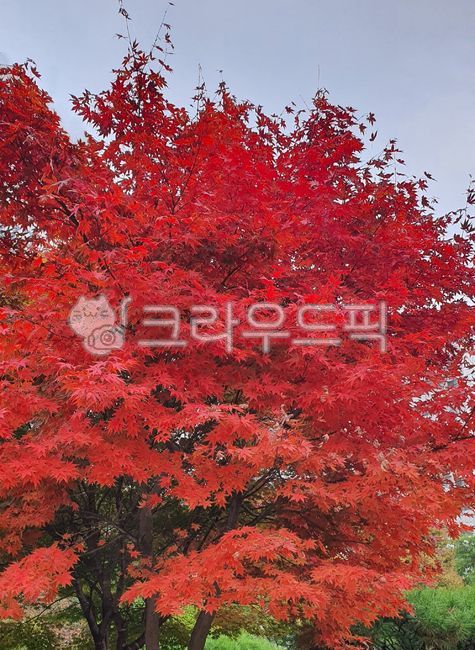 단풍,빨간단풍,빨간색,단풍잎,잎사귀,가을,가을단풍,나무,tree,잎,leaf