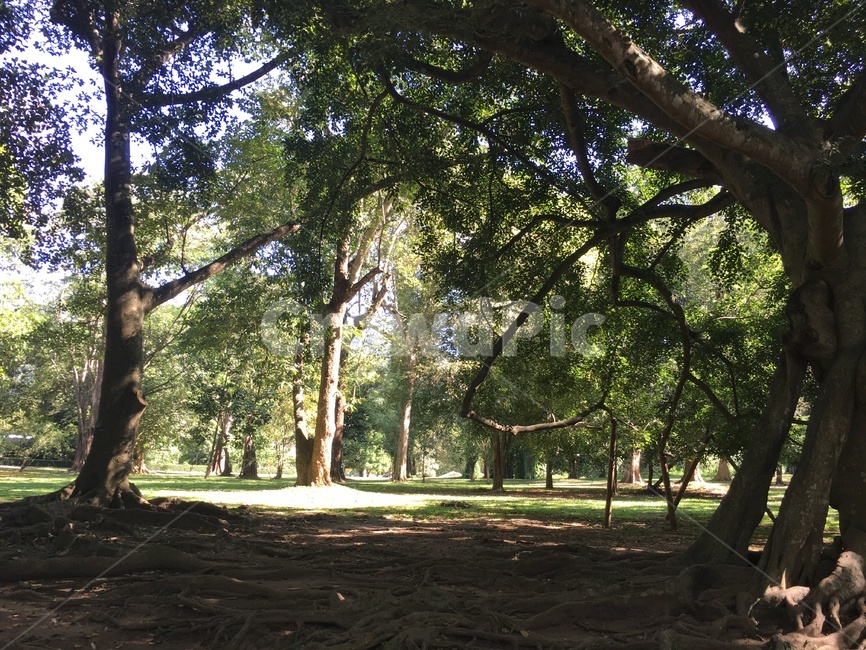 나무,그늘,스리랑카자연,풍경,자연풍경,자연,풍경,nature,landscape,휴식,힐링,rest,relaxation,healing,tree,tree trunk,나무 줄기,plant,식물