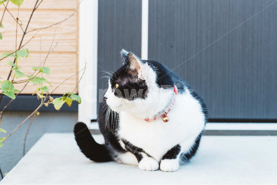 고양이,냥,캣,cat,길고양이,길냥이,냥이,길냥,동물,동물,animal,포유류,mammal,고양이,cat,kitten,kitty