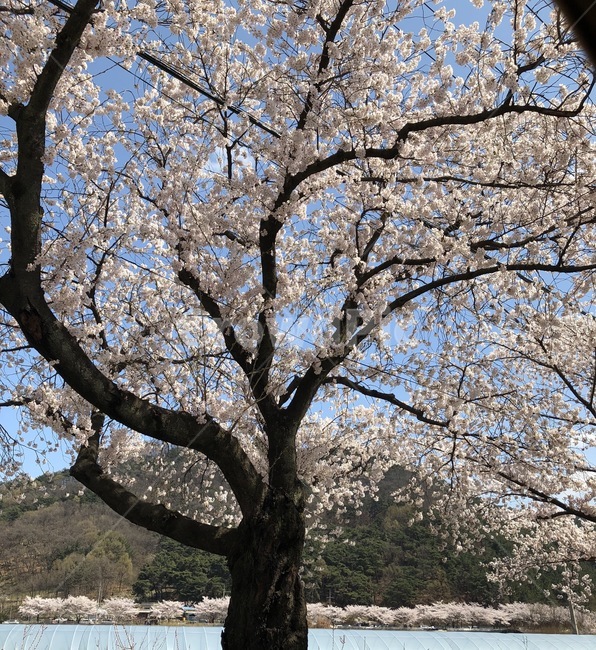 봄,따뜻함,하얀색,나뭇가지,벛꽃,큰나무,꽃나무,팝콘,블라썸,blossom,flower,낮,햇빛,맑은날,꽃,봄,계절,spring,season,plant,식물