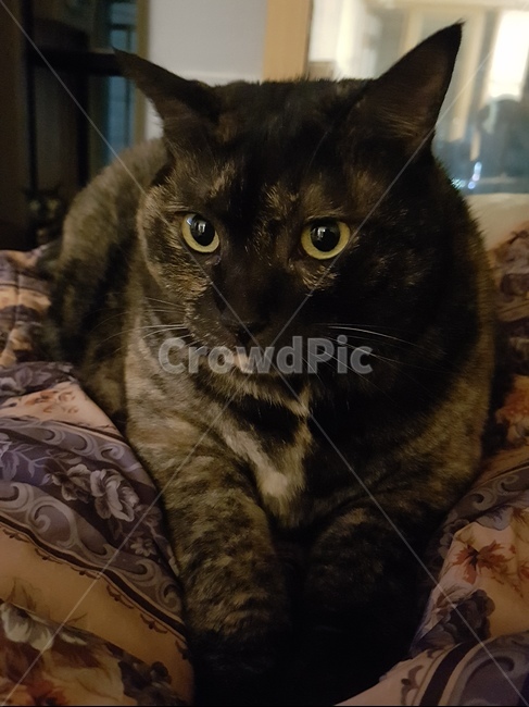 pet,animal,동물,고양이,cat,포유류,mammal,동물,animal,포유류,mammal,고양이,cat,kitten,kitty