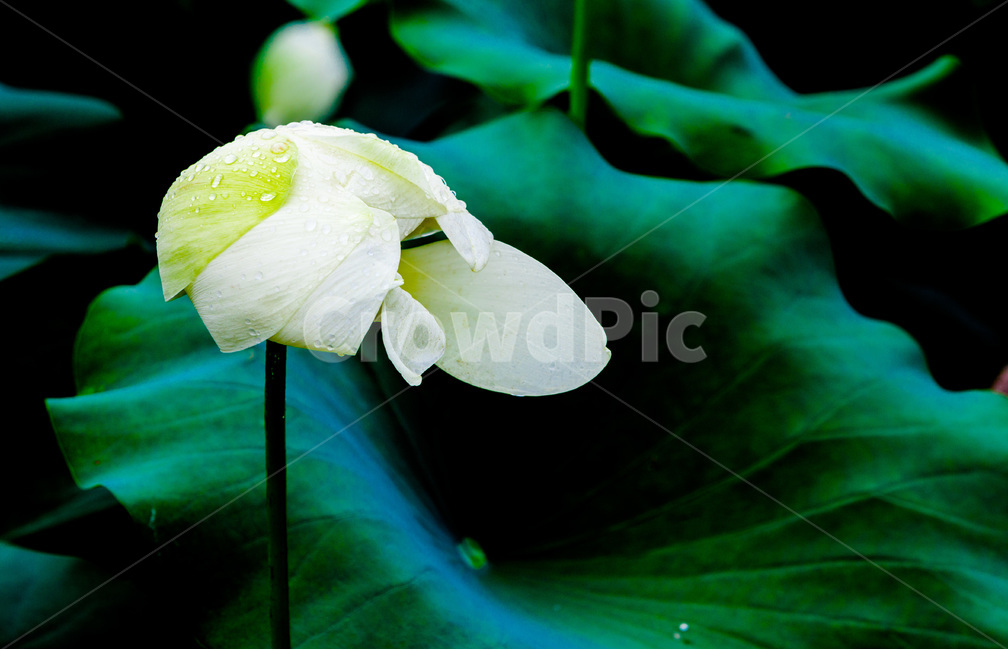 연꽃,문양,무늬,연잎,자연,꽃,식물,자연,plants,nature,꽃,flower