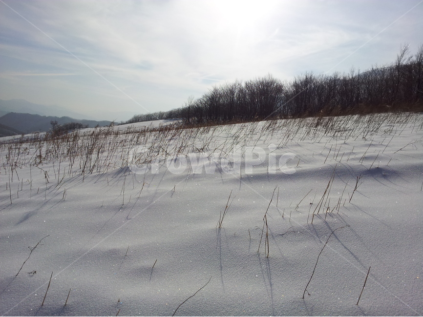 오대산,설경,눈,겨울,상고대,국립공원,자연,겨울,계절,winter,season,자연,풍경,nature,landscape,outdoors,옥외