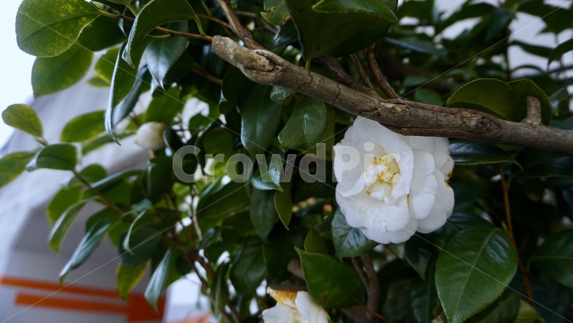 꽃,나뭇잎,나뭇가지,꽃한송이,생화,flower,leaf,naturalflower,줄기,흰꽃,하얀꽃,whiteflower
