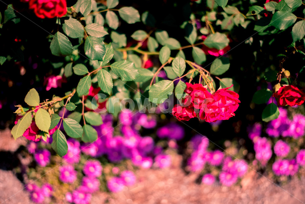 식물,꽃,장미,장미꽃,레드,식물,자연,plants,nature,꽃,flower