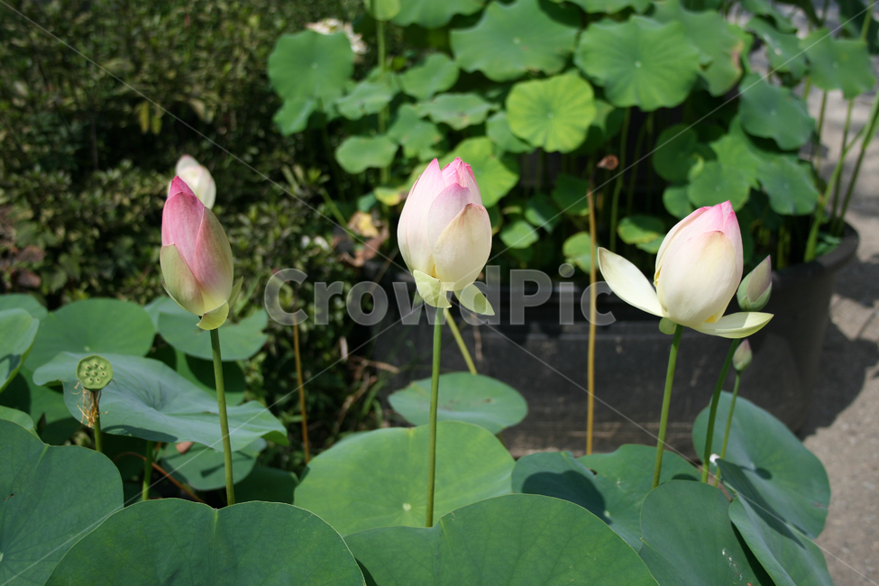 연꽃,식물,flower,plants,nature,꽃,연잎,식물,자연,plants,nature,꽃,flower