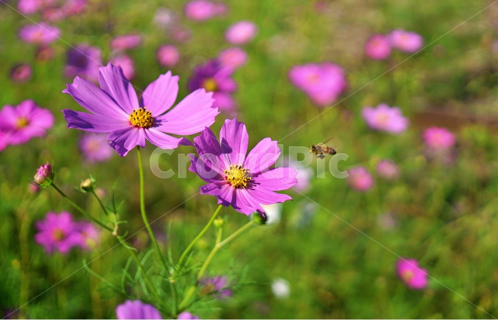코스모스,벌,꿀벌,꽃,분홍꽃,plant,식물,nature,자연,flower,flowers,식물,자연,plants,nature,꽃,flower,곤충,벌레,insect,bug