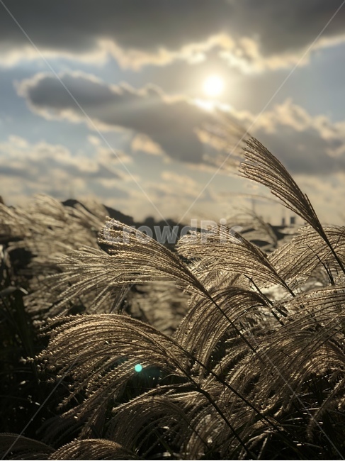 plant,식물,grass,lawn,잔디,갈대,reed,하늘,sky,풍경,제주도