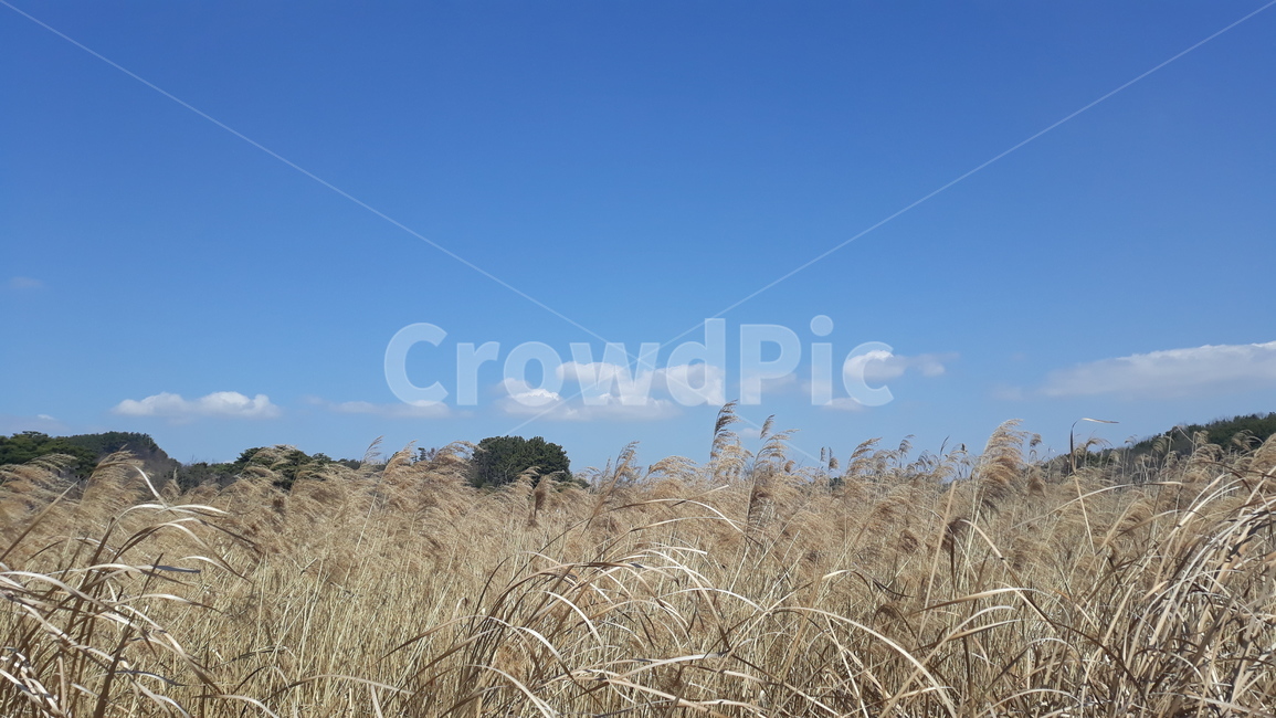 자연,가을,갈대밭,하늘,갈대,nature,fall,autumn,sky,색감