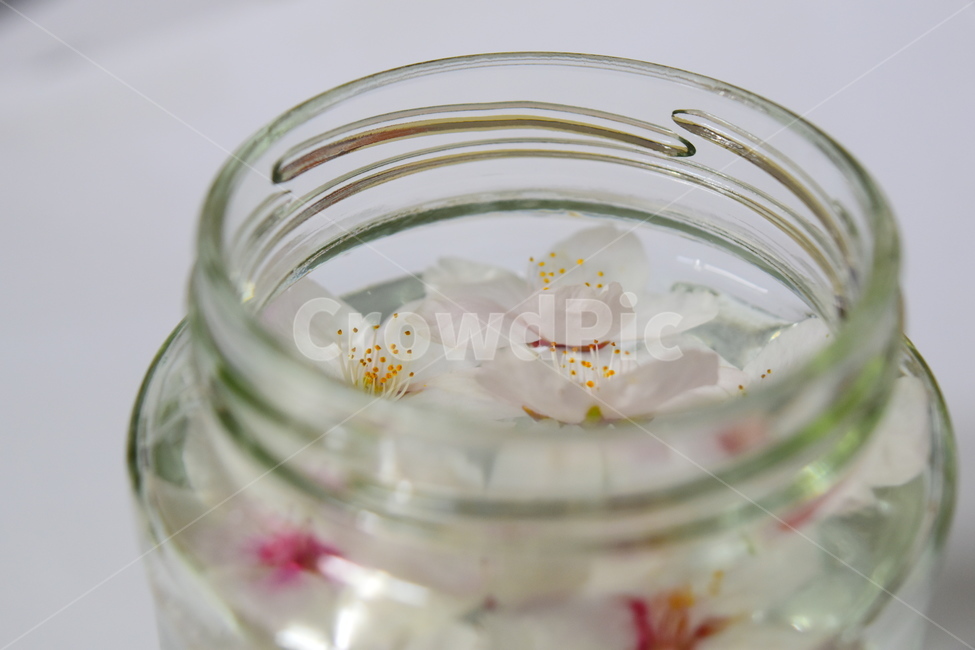 벚꽃,cherryblossoms,유리병,꽃잎,glassjar,꽃,물,jar,glass,flower,petal,petals,petalsonthewater,flowersonthewater,water,flowers,flowersinaglassjar,물위의꽃,물위의꽃잎,유리병안의꽃