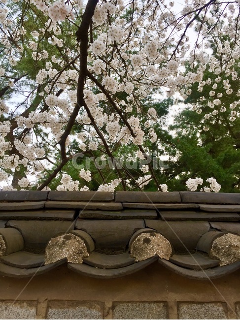 벚꽃,돌담길,꽃과담,전통적인미,봄,봄,계절,spring,season,한국전통,한국문화,korean traditional,korean culture,식물,자연,plants,nature,나무,trees,wood,plant