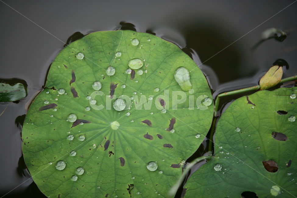 plant,식물,leaf,잎,droplet,작은물방울,식물,자연,plants,nature