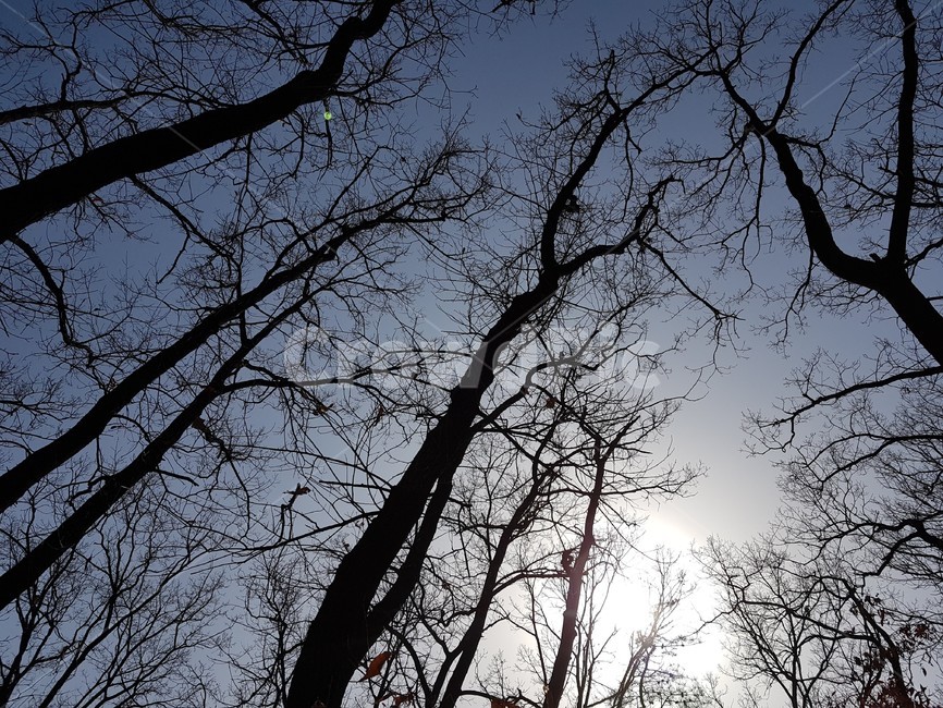 나무,플레어,빛,실루엣,silhouette,tree,자연,풍경,nature,landscape