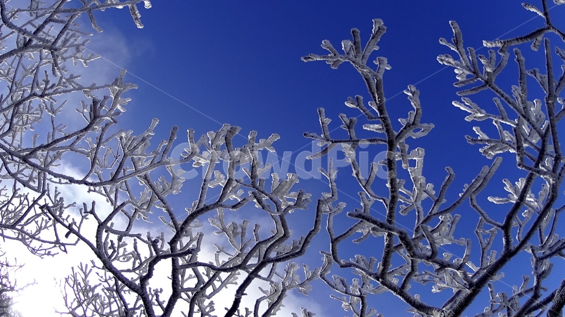 눈꽃,서리꽃,상고대,덕유산,자연,겨울,계절,winter,season