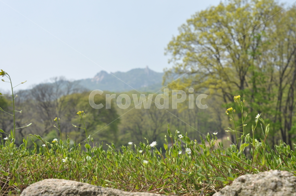 자연,풍경,봄,나무,녹음,봄풍경,봄,계절,spring,season,자연,풍경,nature,landscape,outdoors,옥외