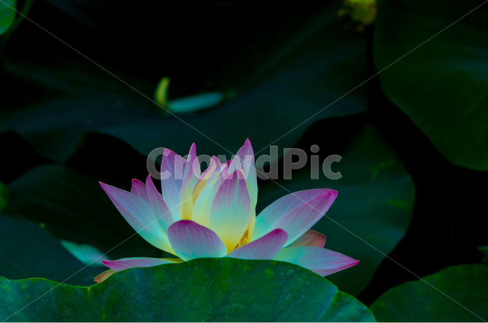 연꽃,연잎,문양,무늬,자연,패턴,식물,자연,plants,nature,꽃,flower