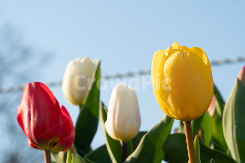 강변꽃,봄꽃,springflowers,낙동강튤립,튤립