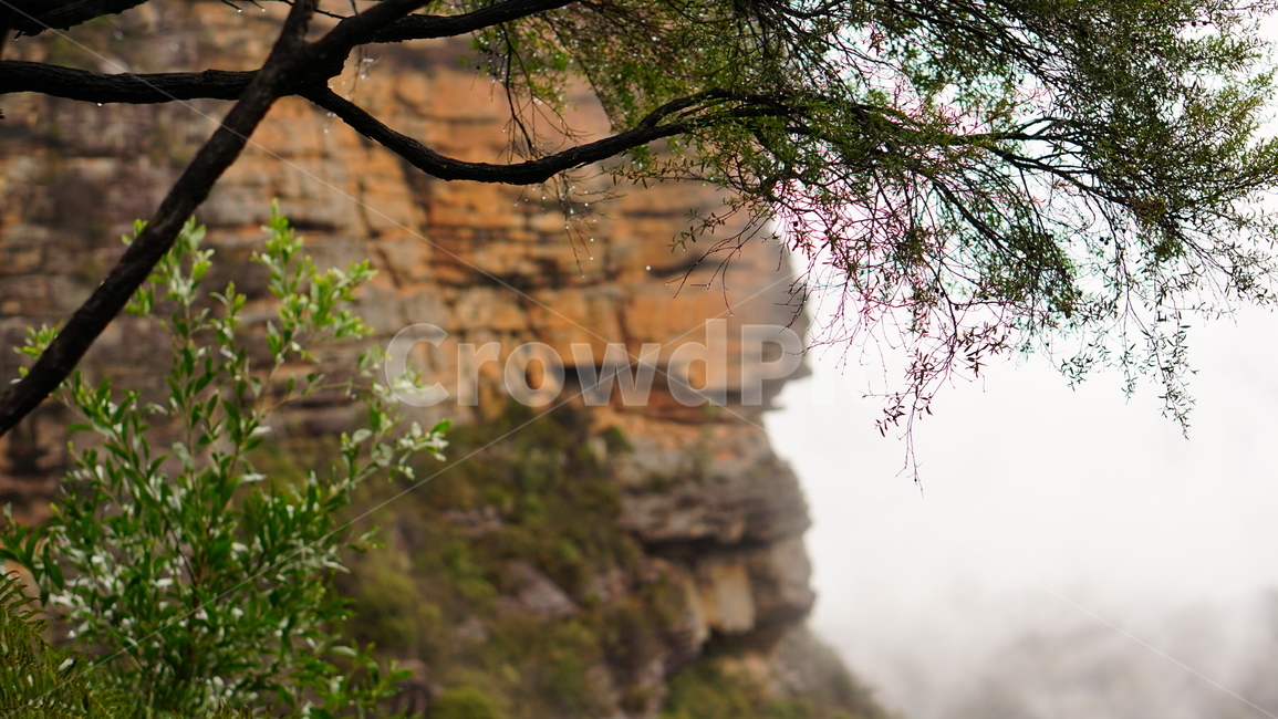 자연,풍경,돌산,나무,안개,자연,풍경,nature,landscape,outdoors,옥외,cliff,낭떠러지,tree,plant,식물