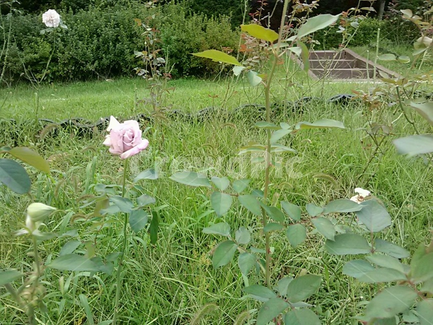 plant,식물,꽃,장미,분홍장미,자연,잎,초록색