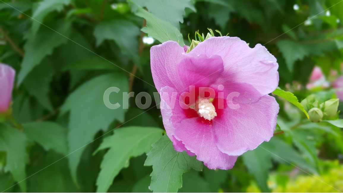 무궁화,식물,자연,꽃,여름,초록,한국,대표,나라꽃,green,nature,flower,국화,7월,8월,9월,대한민국,식물,자연,plants,nature,꽃,flower