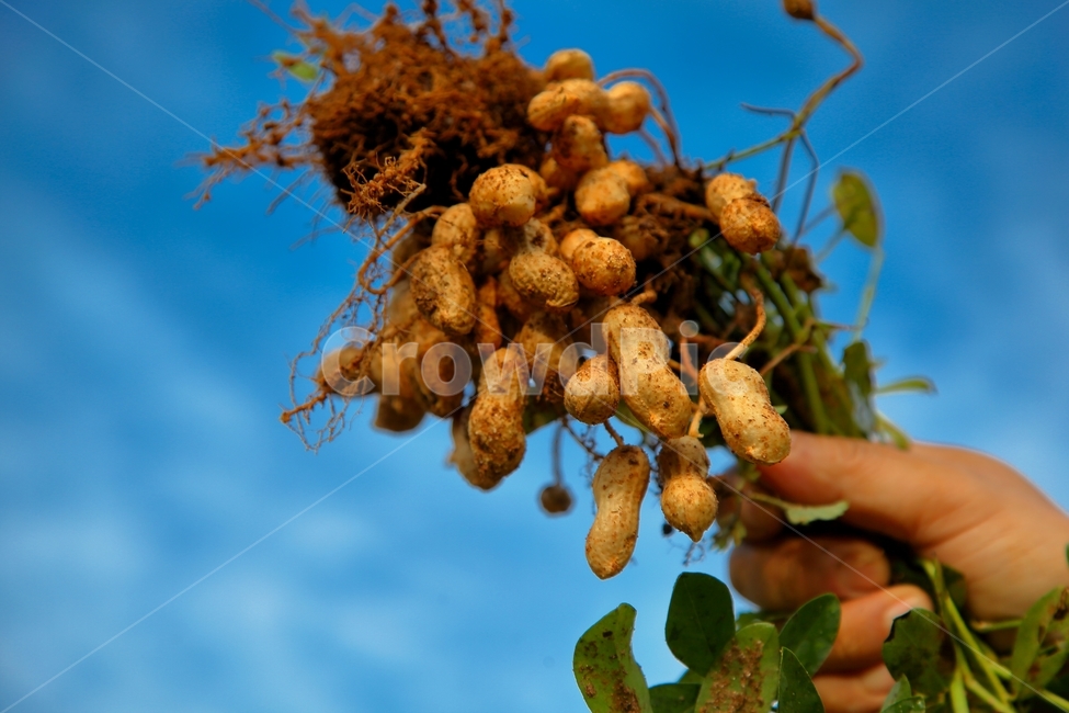 농사,땅콩,수확,견과류,피넛,콩류,견과류,beans,pulse,nuts,dry fruits,산업,industry,industrial,농업,농사,agriculture,farming,farming industry