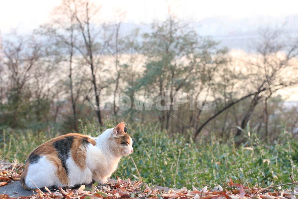 고양이,고양이사진,하늘공원,동물사진,동물,가을,계절,fall,autumn,season,동물,animal,포유류,mammal,고양이,cat,kitten,kitty
