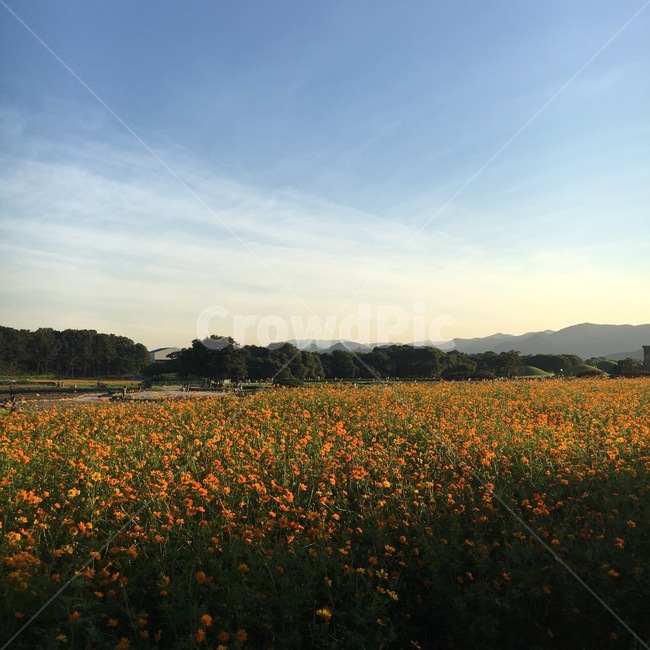 코스모스,노란색,하늘,꽃,자연,가을,가을,계절,fall,autumn,season,자연,풍경,nature,landscape,field,들,grassland,목초지,outdoors,옥외,farm,농장,rural,농촌,meadow