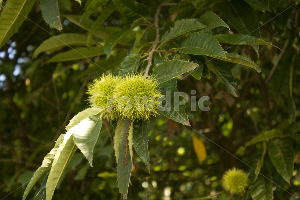 밤송이,밤,열매,가시,식재료,녹색,그린,뾰족한,food,chestnutbur,bur,autumn,fruit,plant,자연,햇과일,과일,fall,green,tree,나무,가지,나뭇가지,밤나무,가을,추석,명절,덜익은,가을,계절,fall,autumn,season,식물,자연,plants,nature,과일,열매,fruit,leaf,잎