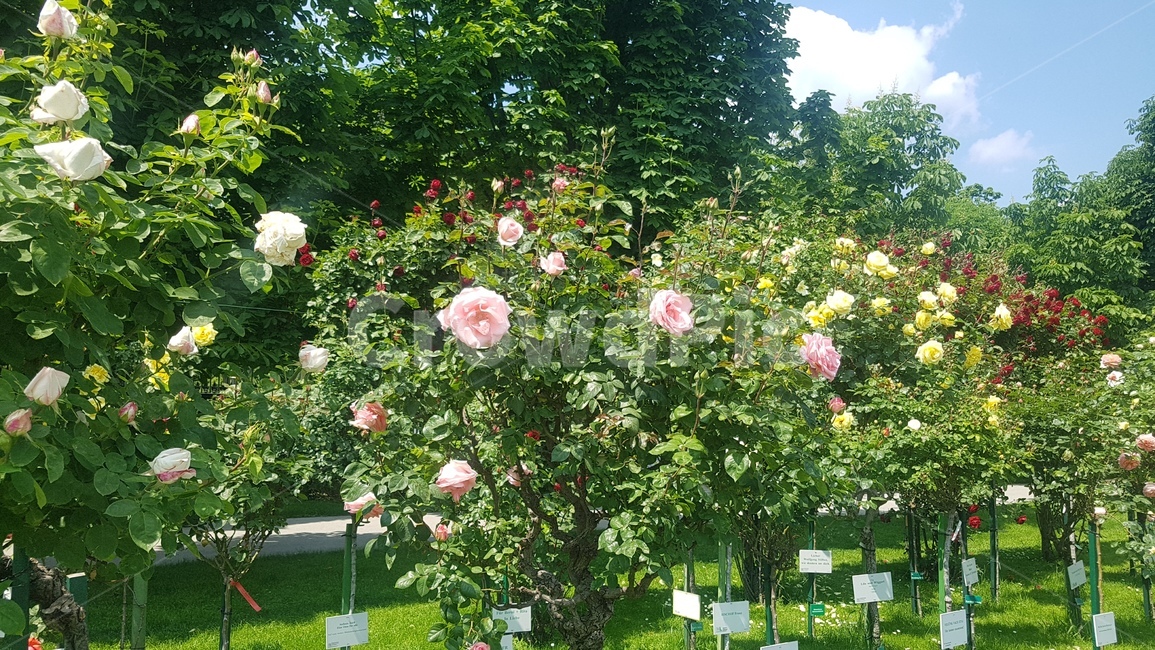 정원,garden,outdoors,옥외,장미,rose,식물,자연,plants,nature,꽃,flower