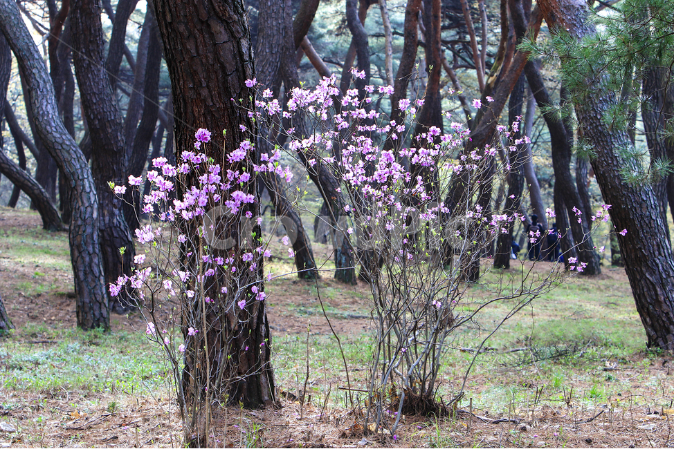 봄,소나무,절개,늘푸름,개나리,진달래,자연,풍경,nature,landscape,plant,식물,tree,나무,tree trunk,나무 줄기