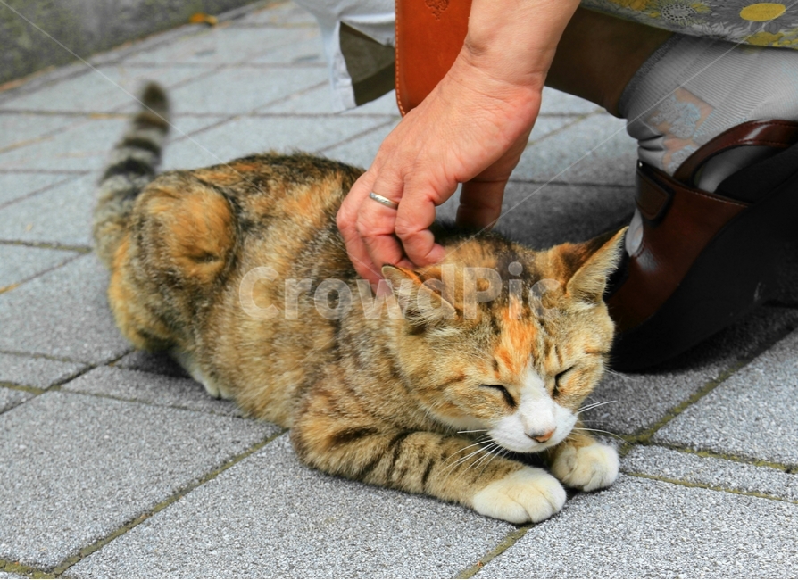 고양이,동물,교감,반려동물,손길,cat,kitten,kitty,animal,한국고양이,반려묘,코리안숏헤어