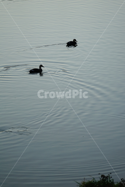 water,물,outdoors,옥외,animal,리플,ripple,새,bird,동물,청둥오리,성내천,파장,동물,animal,조류,새,birds