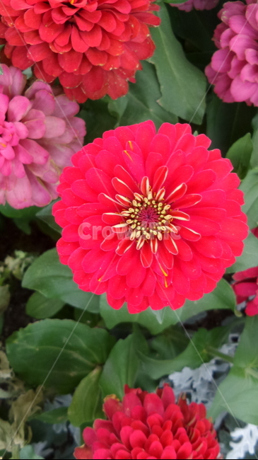 꽃,식물,자연,자연물,감성,flower,nature