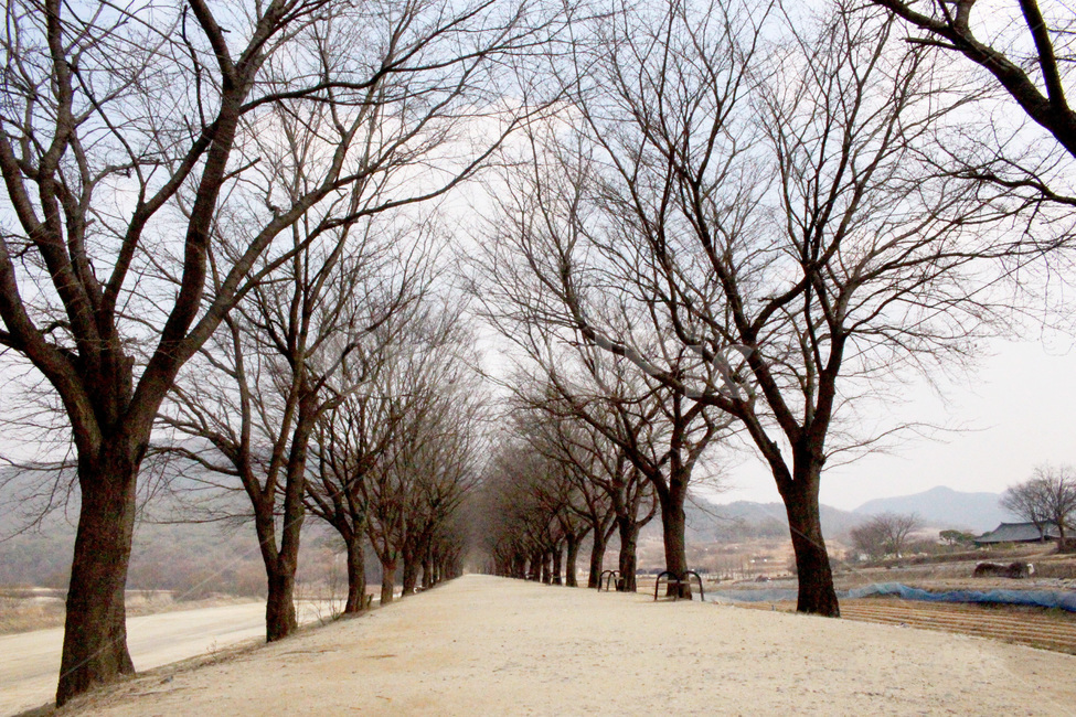 한국,나무,길,시골길,겨울길,자연,풍경,nature,landscape,tree,plant,식물