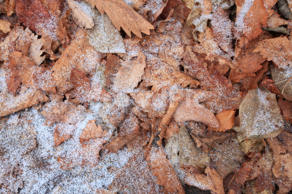 낙엽,눈,가을,낭만,감성,낙엽눈,겨울,계절,winter,season