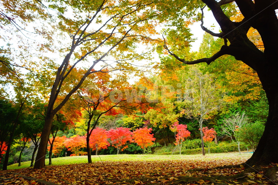 단풍,단풍나무,노랑색,엽록소,감성,maple,잎,식물,가을,계절,fall,autumn,season,자연,풍경,nature,landscape,식물,plants,나무,trees,wood,tree,plant