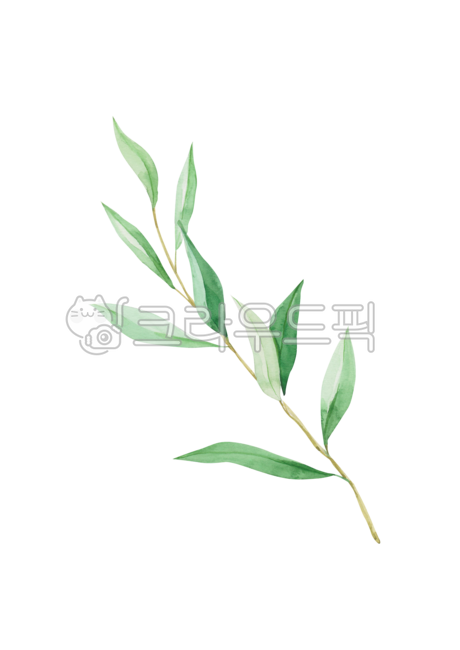 일러스트,일러스트레이션,드로잉,그림,수채화,수작업,봄,자연,식물,장식,나뭇잎,올리브,올리브나무,나뭇가지,plant,spring,watercolor,illustration,drawing,painting,blossom,olive,branch,leaf,green,누끼,remove background,그래픽,일러스트레이션,graphic,illustration