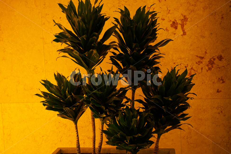 식물,plant,노랑,실내,공간,식물,자연,plants,nature,실내용화초,화분,화초,house plant