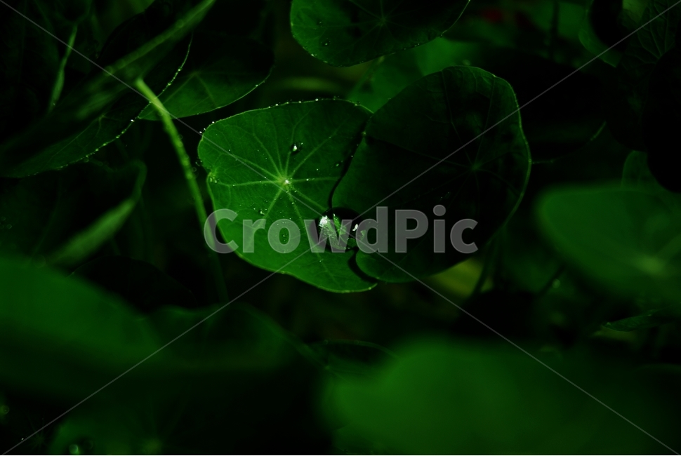 잎,작은물방울,leaf,plant,식물,식물,자연,plants,nature